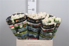 R Tr Sweet Sofie 60cm 65+