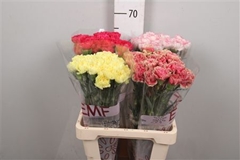 Di St Gem In Fust 65cm 23