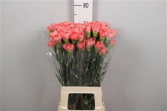 Di St Other 65cm 23