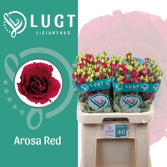 Eust G Arosa Red 70cm