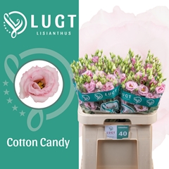 Eus G Cotton Candy 70cm