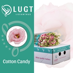 Eus G Cotton Candy 70cm