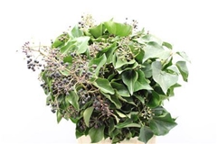Hedera H Blad