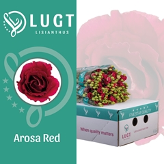Eust G Arosa Red 70cm