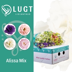 Eus G Alissa Gem Fst 70cm