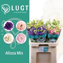 Eus G Alissa Gem Fst 70cm