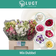 Eust G Mix In Box 65cm