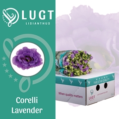 Eus G Corelli Lavend 70cm