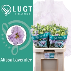 Eus G Alissa Lavende 70cm