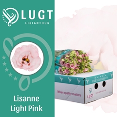 Eust G Lisanne L Pink 70cm
