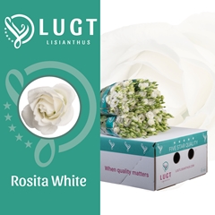 Eust G Rosita White 70cm