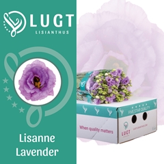 Eust G Lisanne Lavend 70cm