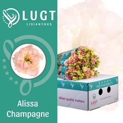 Eust G Alissa Champ 70cm