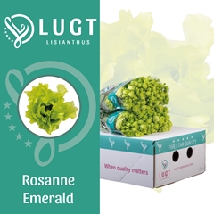 Eus G Rosan Emerald 70cm