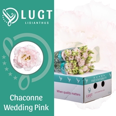 Eus G Chac Wed Pink 70cm