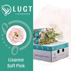 Eust G Lis Soft Pink 70cm