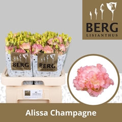 Eust G Alissa Champ 70cm
