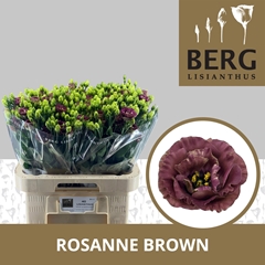 Eust G Rosan D Brown 70cm