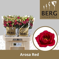 Eust G Arosa Red 70cm