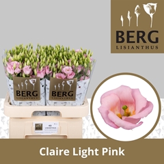 Eus E Claire L Pink 70cm