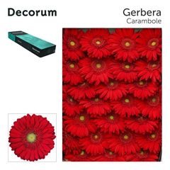 Ge Gr Carambole 45cm 10cm Ø