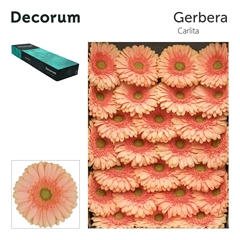Ge Gr Carlita 45cm 10cm Ø