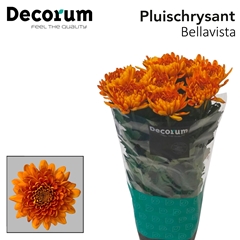 Chr G Bellavista 70cm 75gram