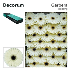 Ge Gr Iceberg 45cm 10cm Ø