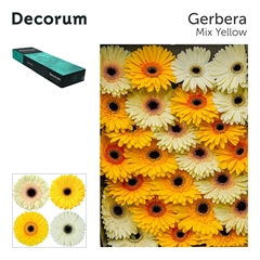 Ge Gr Mixed 45cm 10cm Ø