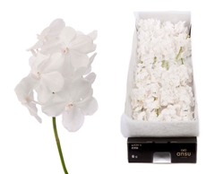 Vanda Tayan Diam Whi 20cm
