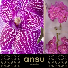 Vanda Su Lipstick 25cm