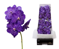 Vanda Ni Tweed Blue 25cm