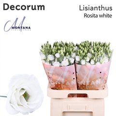 Eust G Rosita White 70cm