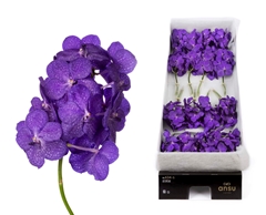 Vanda Dark Blue Magi 20cm