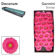 Germini Scoop 45cm 7cm Ø