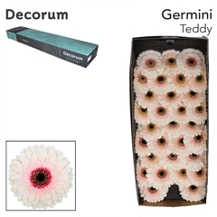 Germini Teddy 45cm 7cm Ø
