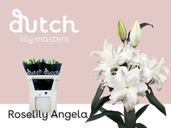 Li Or Du Rl Angela 85cm 35+