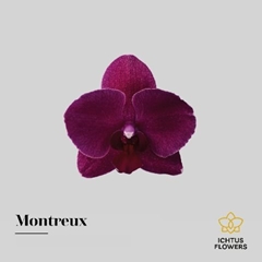 Phal Montreux