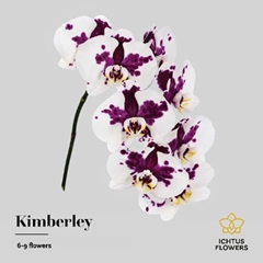 Phal T Kimberley 55cm