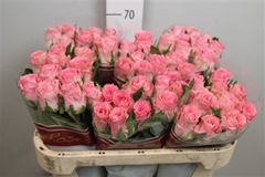 R Gr Seductive@ 70cm