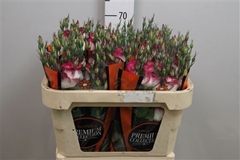 Eus E Adom Red Pico 70cm