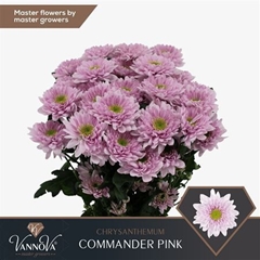 Chr T Commander Pink 70cm 80gram