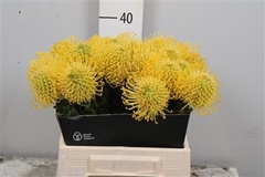 Leuco Nut High Gold 40cm