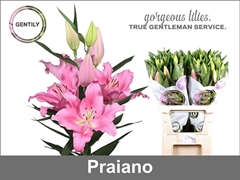 Li Or Praiano 80cm 35+