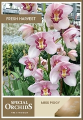 Cymb T Miss Piggy 80cm 13+