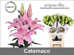 Li Or Catemaco 85cm 35+