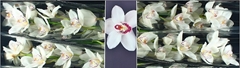 Cymb Mrs Whte Crystal 100cm 18+