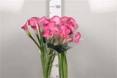 Zant Pink Jewel 90cm