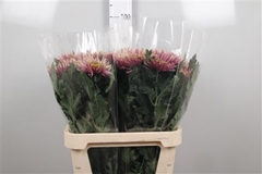 Chr G Tula Sharletta 80cm 85gram