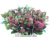 Skim J Rubella Bunch 45cm